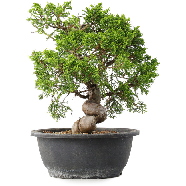 Juniperus chinensis Itoigawa, 29,5 cm, ± 15 ans