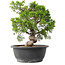 Juniperus chinensis Itoigawa, 29,5 cm, ± 15 years old