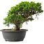 Juniperus chinensis Itoigawa, 24,5 cm, ± 15 Jahre alt