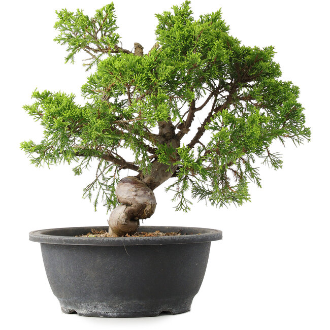 Juniperus chinensis Itoigawa, 29,5 cm, ± 15 jaar oud