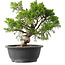 Juniperus chinensis Itoigawa, 29,5 cm, ± 15 Jahre alt