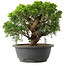 Juniperus chinensis Itoigawa, 24,5 cm, ± 15 jaar oud