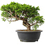 Juniperus chinensis Itoigawa, 25 cm, ± 15 jaar oud