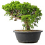 Juniperus chinensis Itoigawa, 25 cm, ± 15 years old