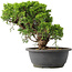 Juniperus chinensis Itoigawa, 24,5 cm, ± 15 jaar oud