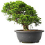 Juniperus chinensis Itoigawa, 24,5 cm, ± 15 anni