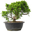 Juniperus chinensis Itoigawa, 25 cm, ± 15 Jahre alt