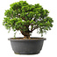 Juniperus chinensis Itoigawa, 24,5 cm, ± 15 Jahre alt