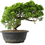 Juniperus chinensis Itoigawa, 25 cm, ± 15 Jahre alt