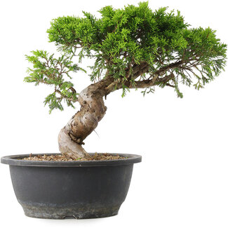 Juniperus chinensis Itoigawa, 26,5 cm, ± 15 Jahre alt