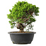 Juniperus chinensis Itoigawa, 25 cm, ± 15 years old