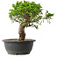 Juniperus chinensis Itoigawa, 26,5 cm, ± 15 Jahre alt