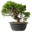 Juniperus chinensis Itoigawa, 25 cm, ± 15 jaar oud