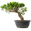 Juniperus chinensis Itoigawa, 26,5 cm, ± 15 Jahre alt