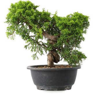 Juniperus chinensis Itoigawa, 25 cm, ± 15 anni