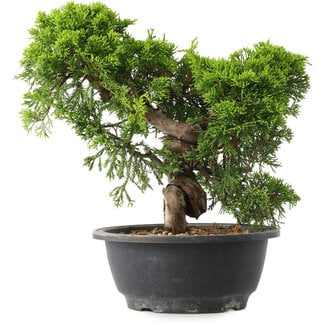 Juniperus chinensis Itoigawa, 25 cm, ± 15 jaar oud