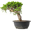 Juniperus chinensis Itoigawa, 26,5 cm, ± 15 jaar oud