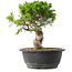 Juniperus chinensis Itoigawa, 26,5 cm, ± 15 jaar oud