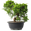 Juniperus chinensis Itoigawa, 25 cm, ± 15 Jahre alt