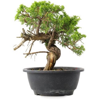 Juniperus chinensis Itoigawa, 22,5 cm, ± 15 Jahre alt