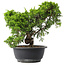 Juniperus chinensis Itoigawa, 25 cm, ± 15 years old