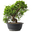 Juniperus chinensis Itoigawa, 25 cm, ± 15 Jahre alt