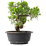 Juniperus chinensis Itoigawa, 22,5 cm, ± 15 jaar oud