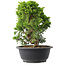 Juniperus chinensis Itoigawa, 25 cm, ± 15 jaar oud