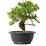 Juniperus chinensis Itoigawa, 22,5 cm, ± 15 jaar oud