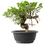 Juniperus chinensis Itoigawa, 22,5 cm, ± 15 jaar oud