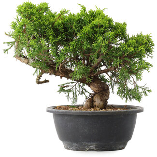 Juniperus chinensis Itoigawa, 22,5 cm, ± 15 anni