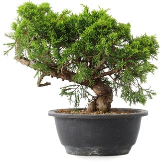 Juniperus chinensis Itoigawa, 22,5 cm, ± 15 years old