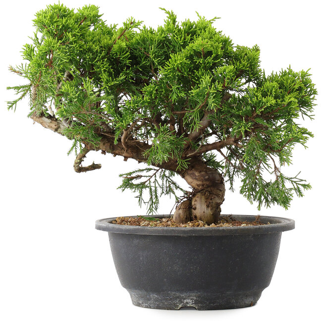 Juniperus chinensis Itoigawa, 22,5 cm, ± 15 jaar oud