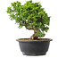 Juniperus chinensis Itoigawa, 22,5 cm, ± 15 Jahre alt