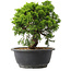 Juniperus chinensis Itoigawa, 22,5 cm, ± 15 jaar oud