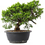 Juniperus chinensis Itoigawa, 22,5 cm, ± 15 anni