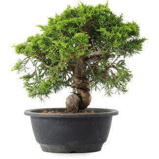 Juniperus chinensis Itoigawa, 23,5 cm, ± 15 years old