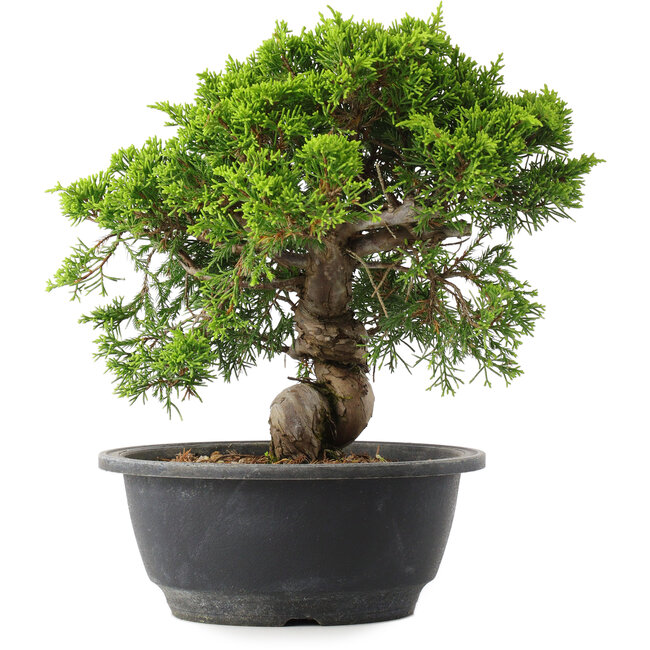 Juniperus chinensis Itoigawa, 23,5 cm, ± 15 anni