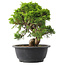 Juniperus chinensis Itoigawa, 23,5 cm, ± 15 Jahre alt