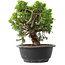 Juniperus chinensis Itoigawa, 22,5 cm, ± 15 jaar oud