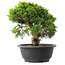 Juniperus chinensis Itoigawa, 23,5 cm, ± 15 anni