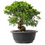 Juniperus chinensis Itoigawa, 23,5 cm, ± 15 jaar oud