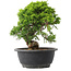 Juniperus chinensis Itoigawa, 23,5 cm, ± 15 anni