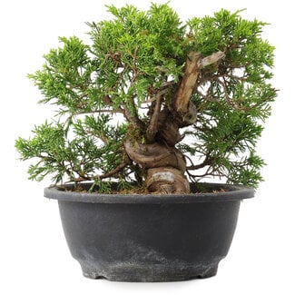 Juniperus chinensis Itoigawa, 19 cm, ± 15 years old