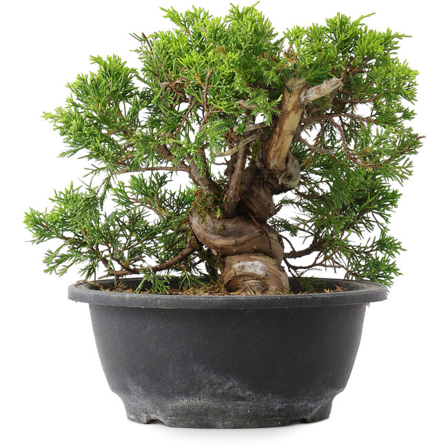 Juniperus chinensis Itoigawa, 19 cm, ± 15 Jahre alt