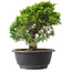 Juniperus chinensis Itoigawa, 23,5 cm, ± 15 anni