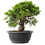 Juniperus chinensis Itoigawa, 23,5 cm, ± 15 Jahre alt