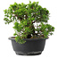 Juniperus chinensis Itoigawa, 19 cm, ± 15 Jahre alt