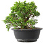 Juniperus chinensis Itoigawa, 19 cm, ± 15 anni