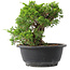 Juniperus chinensis Itoigawa, 19 cm, ± 15 Jahre alt